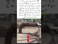 A Respectful Scene During the Adhan#trending #viralvideo #shortvideo #quotes #ytshorts #duet #viral#