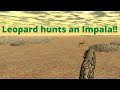Roblox - Wild Savanna - Leopard hunts an Impala