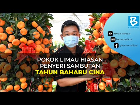 Video: Pokok Tahun Baru - Tradisi Dan Inovasi