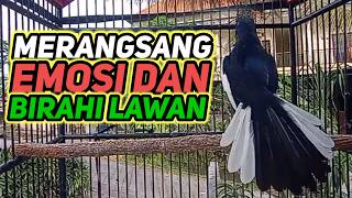 suara burung kacer gacr ngepl0ng dijamin ampuh buat mancing kacer malas bunyi