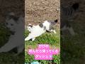 びびの呼んだら帰ってくるダッシュ💨動画です。ショートカットびびちょぱ#猫ダッシュ #呼んだら帰ってくる #catsdash #cats #ネコ #ねこ #保護猫