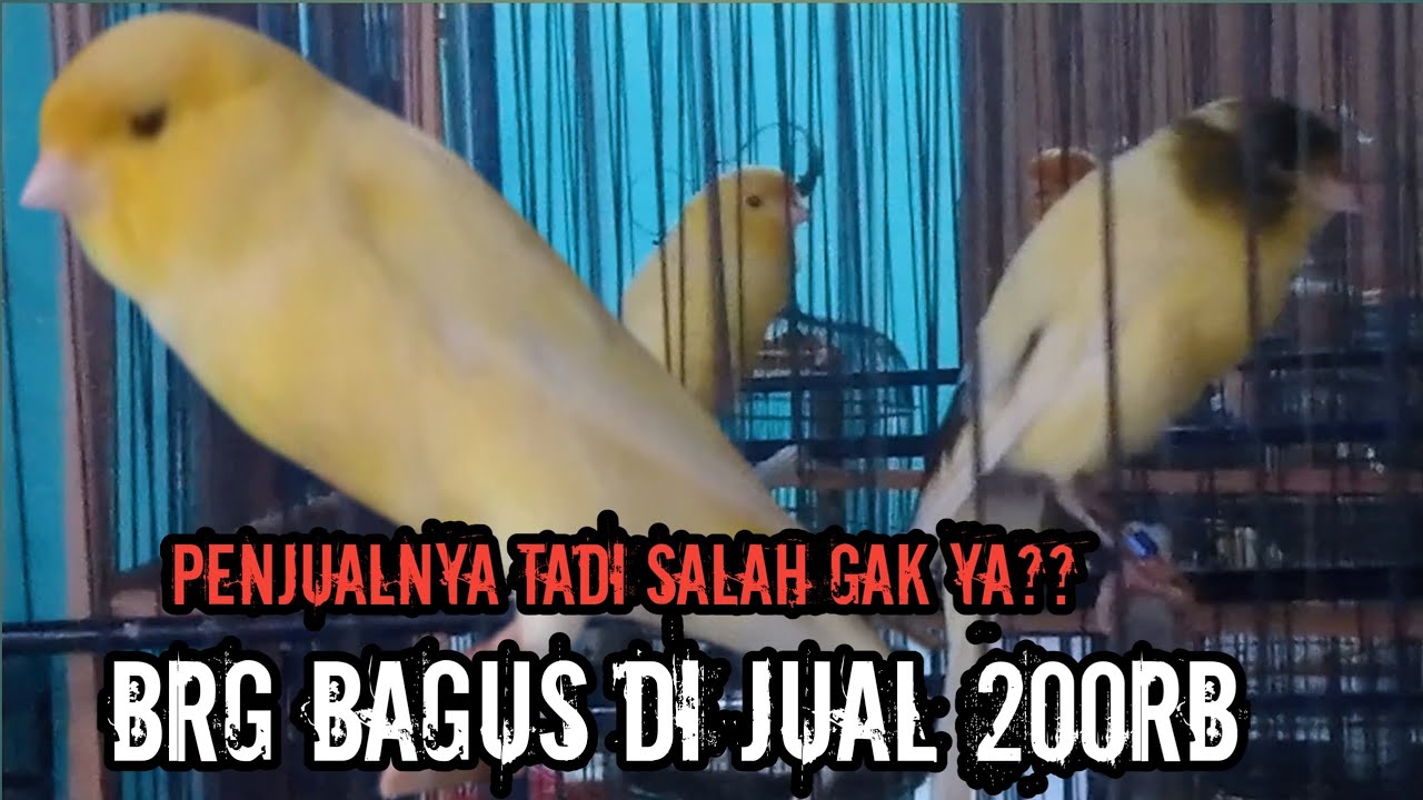 MENJELANG LEBARAN KITA MURAHIN HARGA KENARI