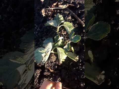 Полуниця з Польщі #полуниця #польща #клубніка #азія #альба #село # ...