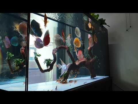 Video Bể cá vàng , cá đĩa đẹp , nước sạch không có bụi li ti - youtube