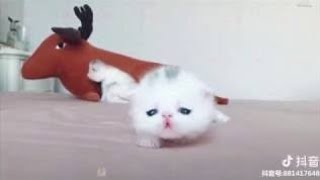 Cutest Cats Compilation 2020 - Best Cute Cat Videos Ever by Cute Animal World 32 views 4 years ago 10 minutes, 15 seconds