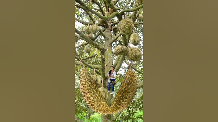 Disgusting smell but taste good of Durian Fruit