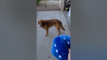 Father and Son Test Luck on Giant Fuzzy Dice