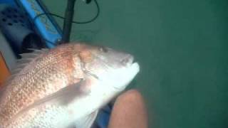 Releasing 20Lb Snapper