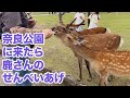 奈良公園に来たら先ずは鹿さんのせんべいあげ