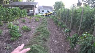 MULCHING FOR WEED CONTROL IN GARDEN