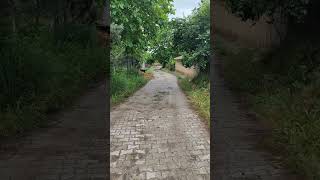 #nature #naturesounds #naturelovers #naturephotography #naturelover #dog #dogs #walkthrough #walking