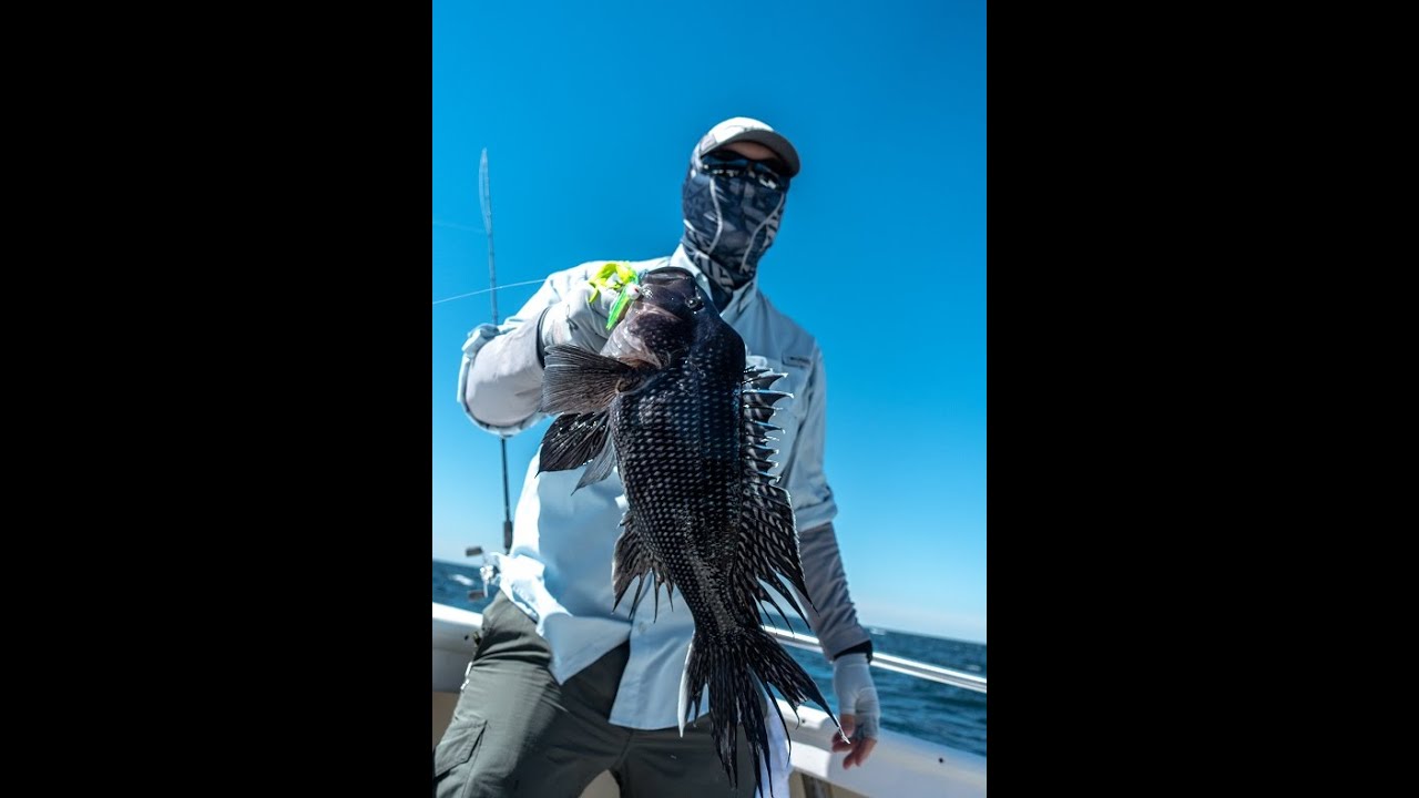 Jigging Black Sea Bass w/Gulp YouTube