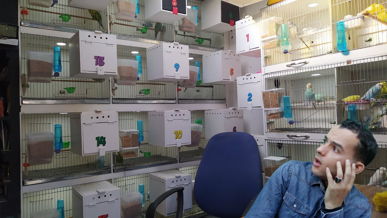 تعرف على السر التالت من اسرار تربية البادجي الاحترافية ويعتبر اهم سر #للبادجي_عشق