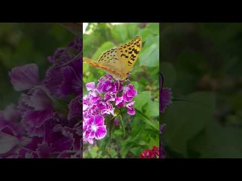 Kelebek slow motion video   ( Butterfly slow motion video )