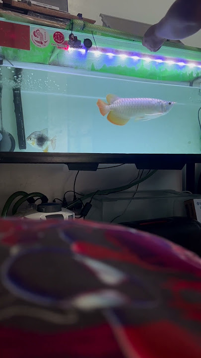 Feeding super red arowana “Gojo” #tresaquatics #arowanakeepers #aquarium