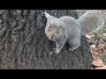 Super fat squirrel eating unhealthy food potato chips
