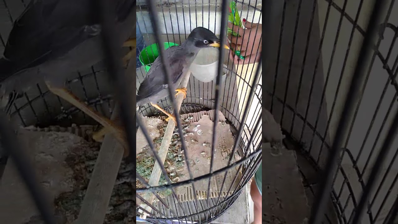 Burung jalak - YouTube