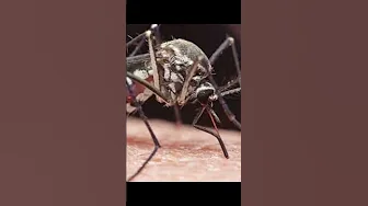 EEE virus on the spread thumbnail