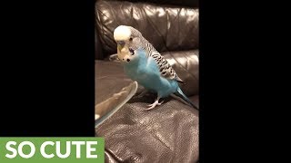Beatboxing Budgie Gets Tickled By His Own Feather