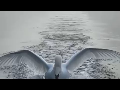 Белый лебедь грациозно садится на воду. White swan sits on the water.