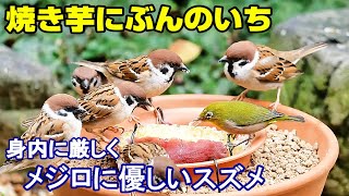 植木鉢でバードフィーダー野鳥の餌台焼き芋編3メジロ/スズメ/ジョウビタキ