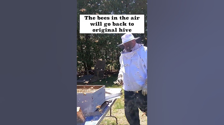 Splitting a Bee Hive