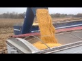 Case IH 305 Magnum unloading corn from Kinze 1050 Grain Cart 11-5-13