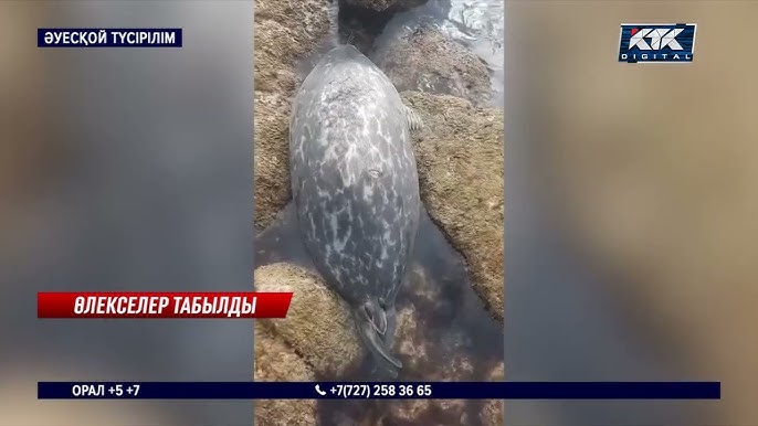 Шұлықтағы қаншықтардың порно видеолары