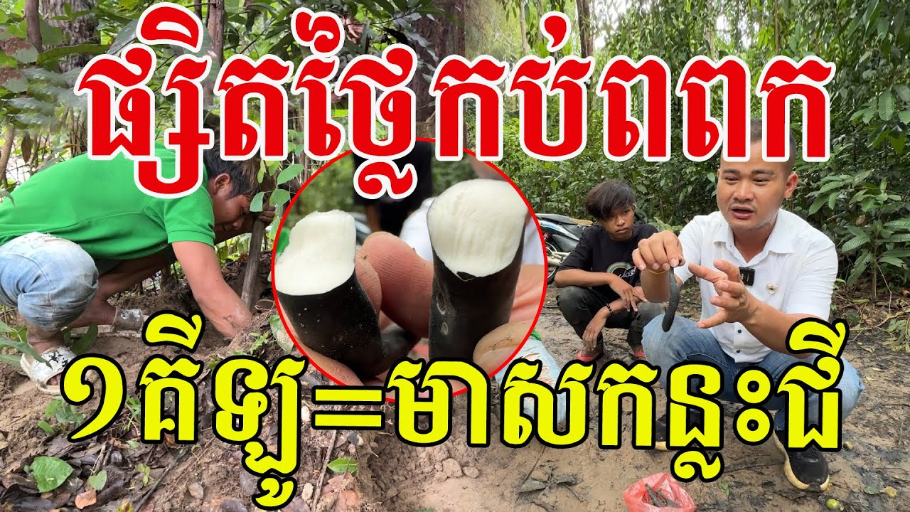 ផ្សិតនេះថ្លៃណាស់ ១គីឡូទិញបានជិតមាសកន្លះជី សូមសរសើរពូកែរកណាស់