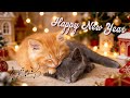 Calming Music For Cats - Relaxation, Relief of Anxiety and Stress