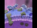 Cell Membrane Receptors mp3