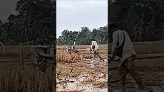 Traktor Sawah tipe singkal olah lahan sawah👍🏼💯