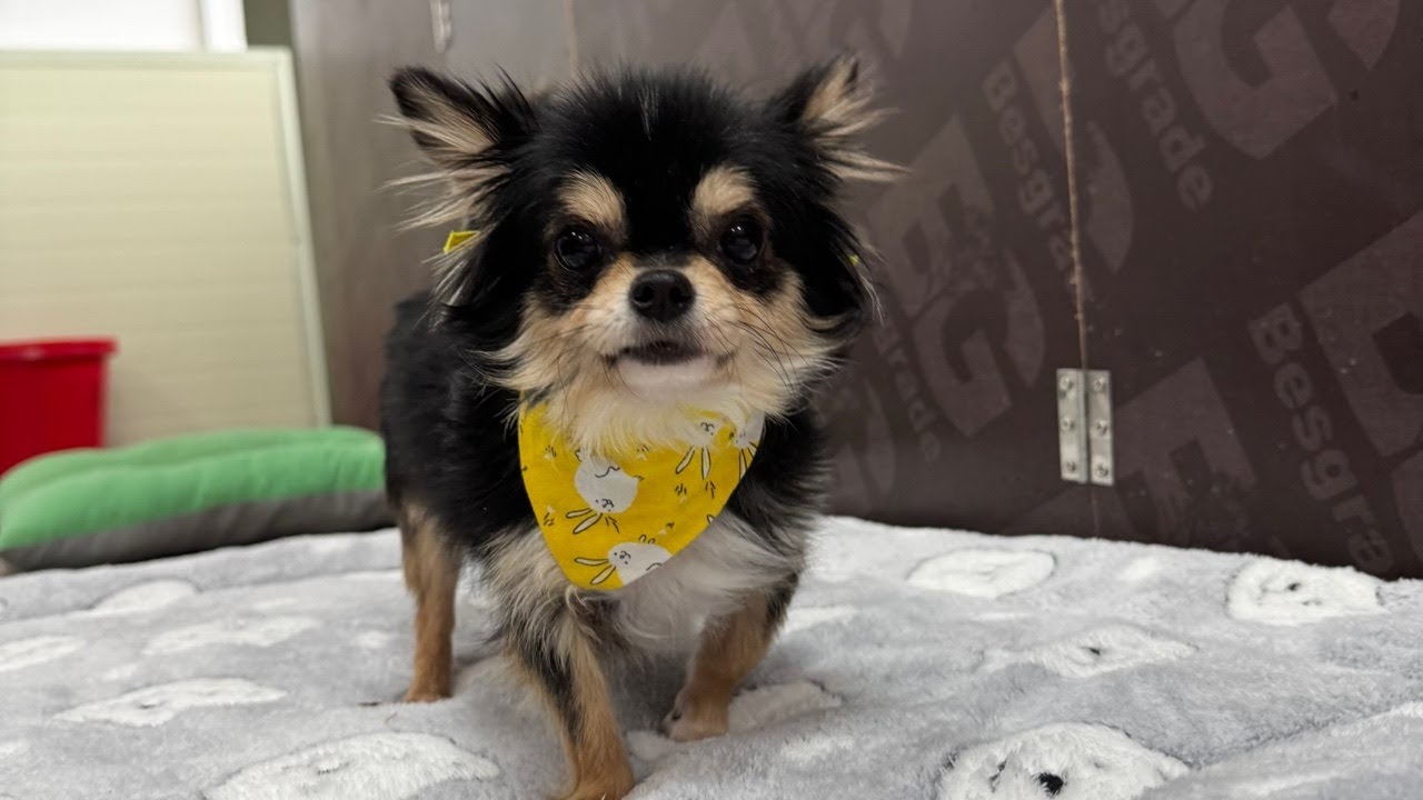 어제방송 후 3마리 입양!