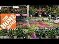 Bloom bright and beautiful home depots top picks for full sun and shadeloving annuals