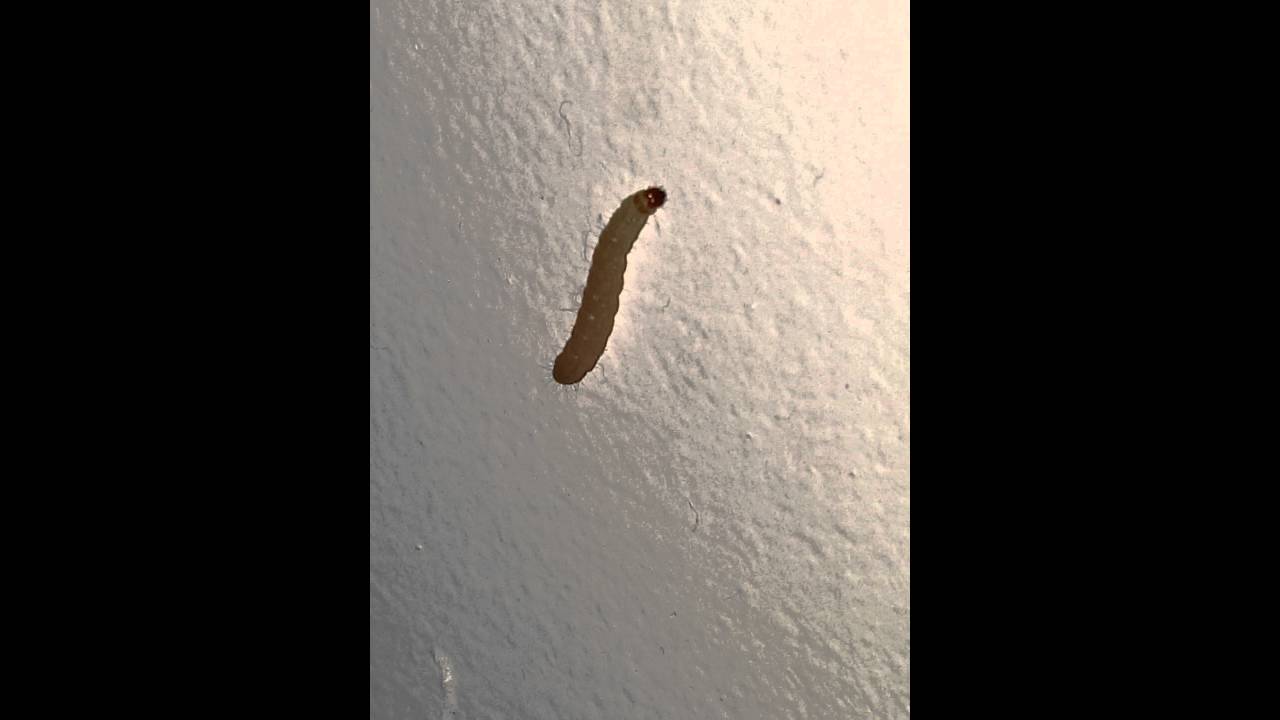 Identifying Pantry Moth Larvae - YouTube