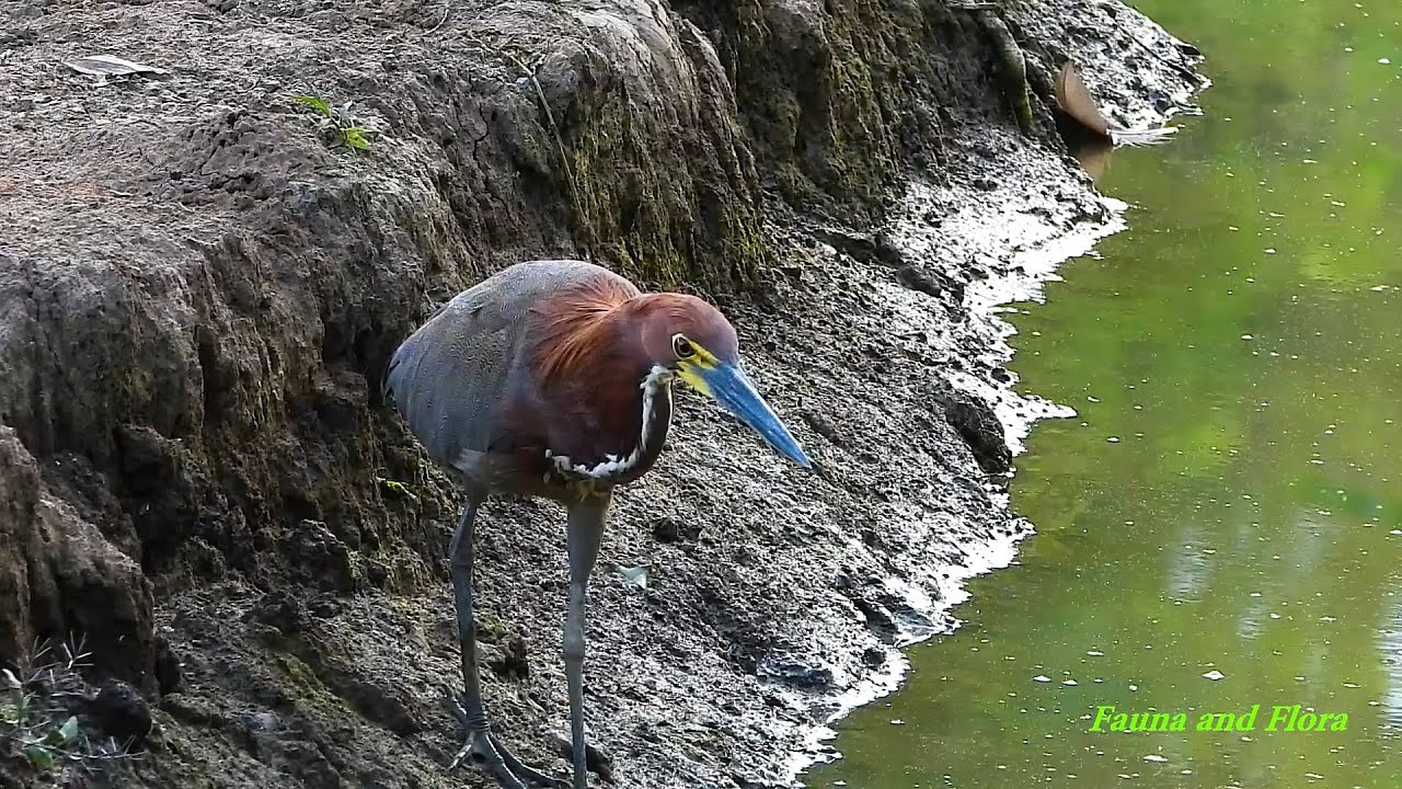RUFESCENT TIGER-HERON (TIGRISOMA LINEATUM), SOCÓ-BOI, BIRDS FROM FLOODED REGIONS.