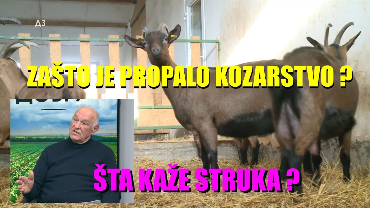 Zašto je PROPALO KOZARSTVO U SRBIJI  - kako da se oporavimo  - ZAŠTO LJUDI VIŠE NE DRŽE KOZE ?