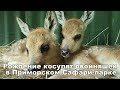 Рождение косулят двойняшек в Приморском Сафари-парке