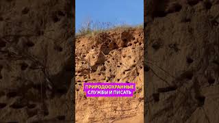 Скандал под Минском: в Беларуси уничтожают гнезда птиц