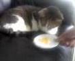 Kitty cat eats nachos