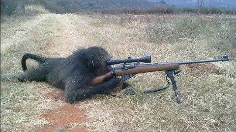 Monkey shoot african soldier with AK47 ( You will amazingly Lough!!!)