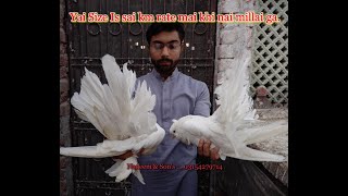 Fantail pigeon for sale in bangalore olx