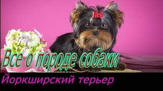 Йоркширский терьер описание породы! Все о породе собаки! Йоркширский терьер описание породы! Все о породе собаки!