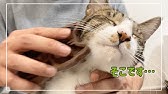 ブラッシングが気持ち良くて好きすぎる猫 ファーミネーター Youtube