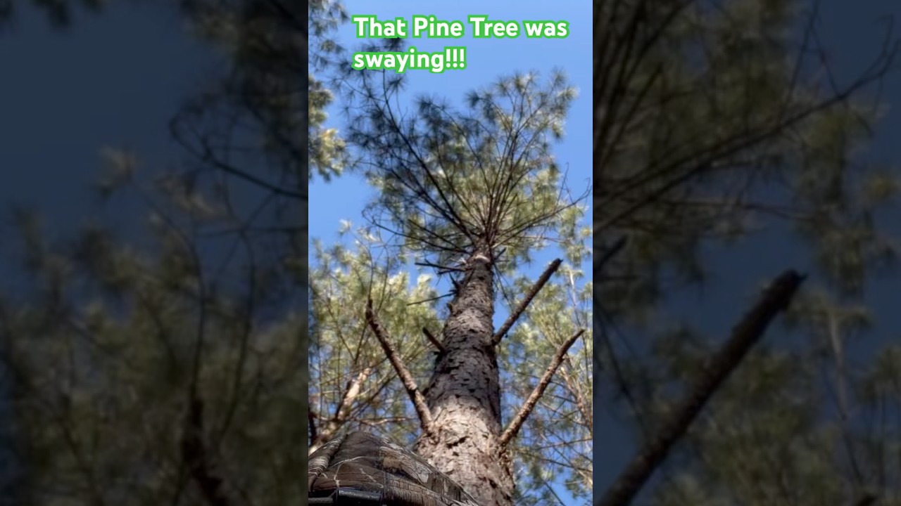 Deer Hunting - Pine Tree Ladder Stand in the strong wind. Like & Subscribe