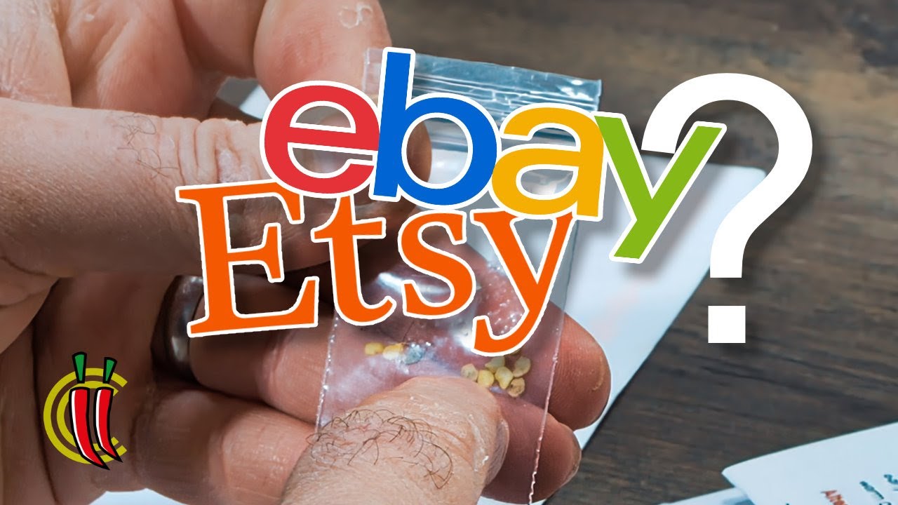 Can You Trust eBay Chilli Seeds? Let's Find Out! (2024 E01) YouTube