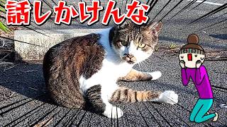 常連猫が日向ぼっこしていたので話しかけたら別人扱いされて困惑