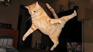 Cats create content