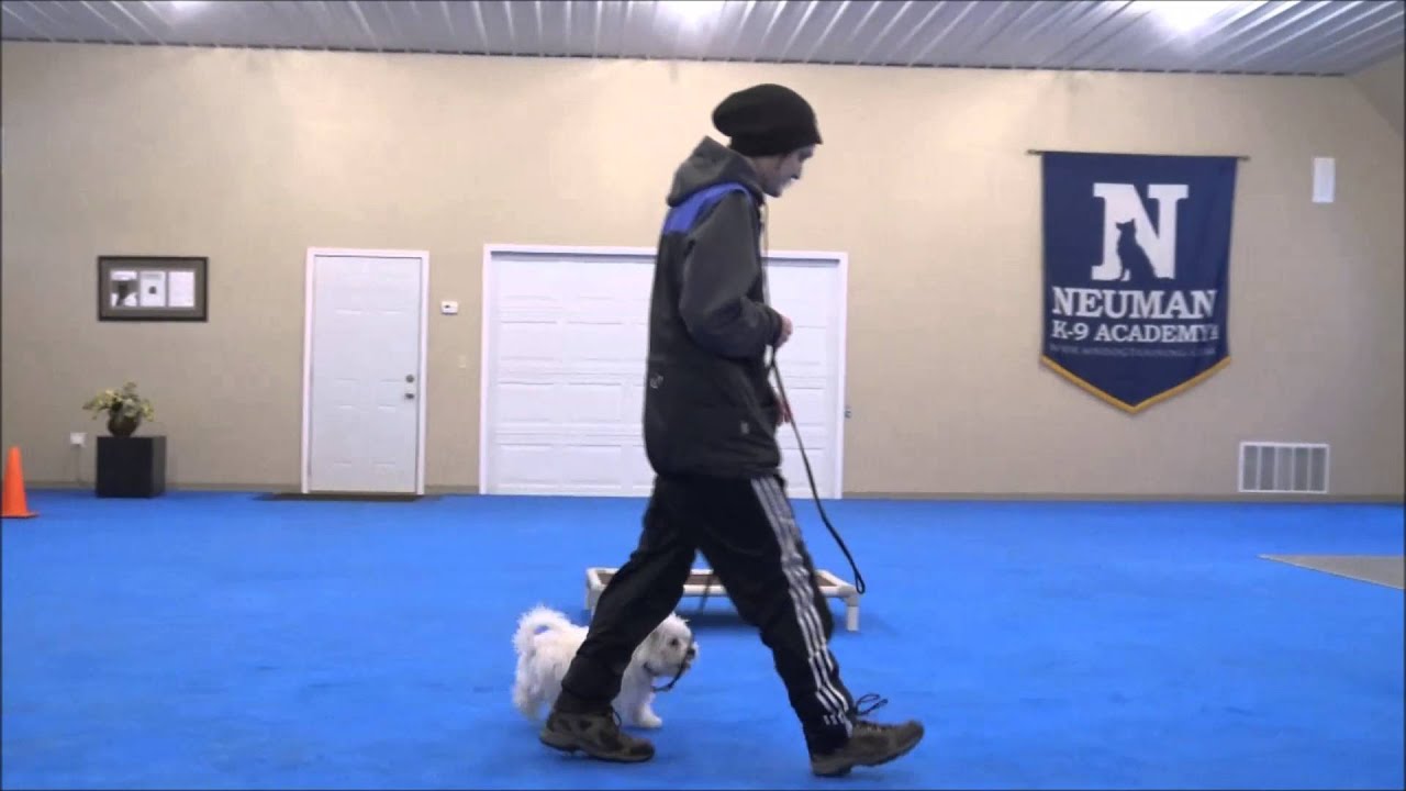 Augie (Maltese) Boot Camp Dog Training Demonstration