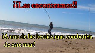 ⚠¡¡TERRIBLE PESCON de costa!! COMBATIVA pesca de estos PECES...[yapa de bagre y corvina]